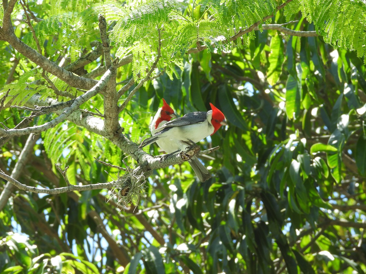 コウカンチョウ - ML645702761