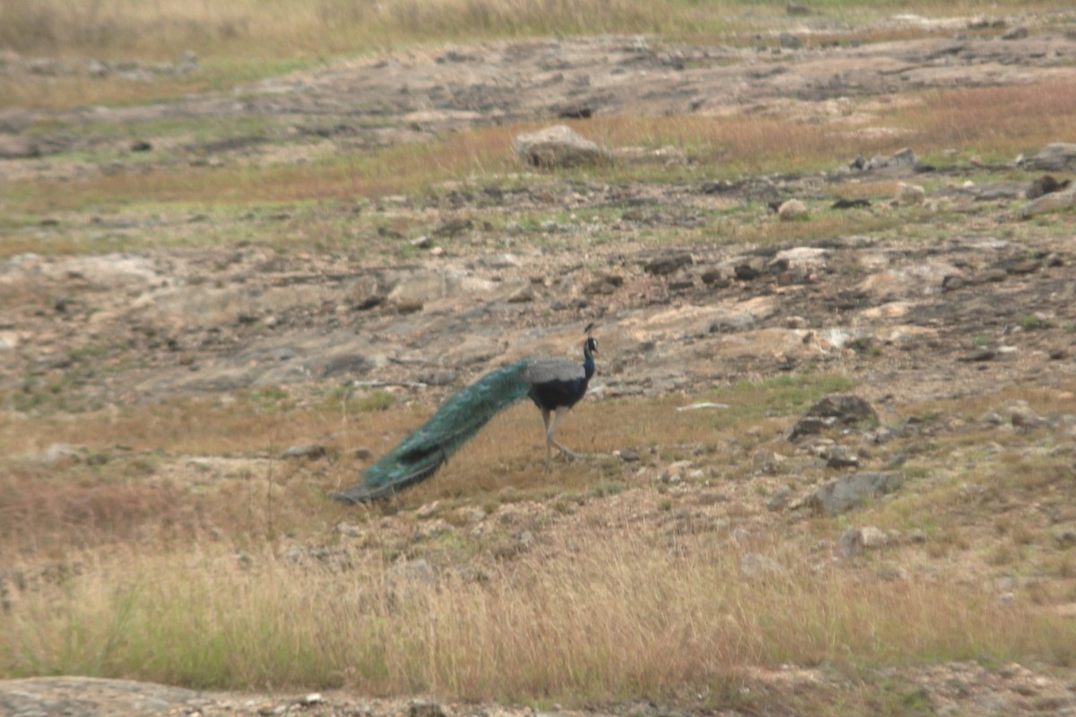 インドクジャク - ML645702762