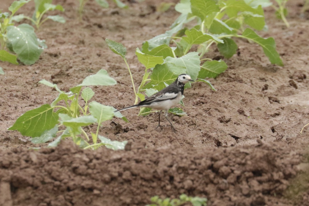 ハクセキレイ - ML645702765