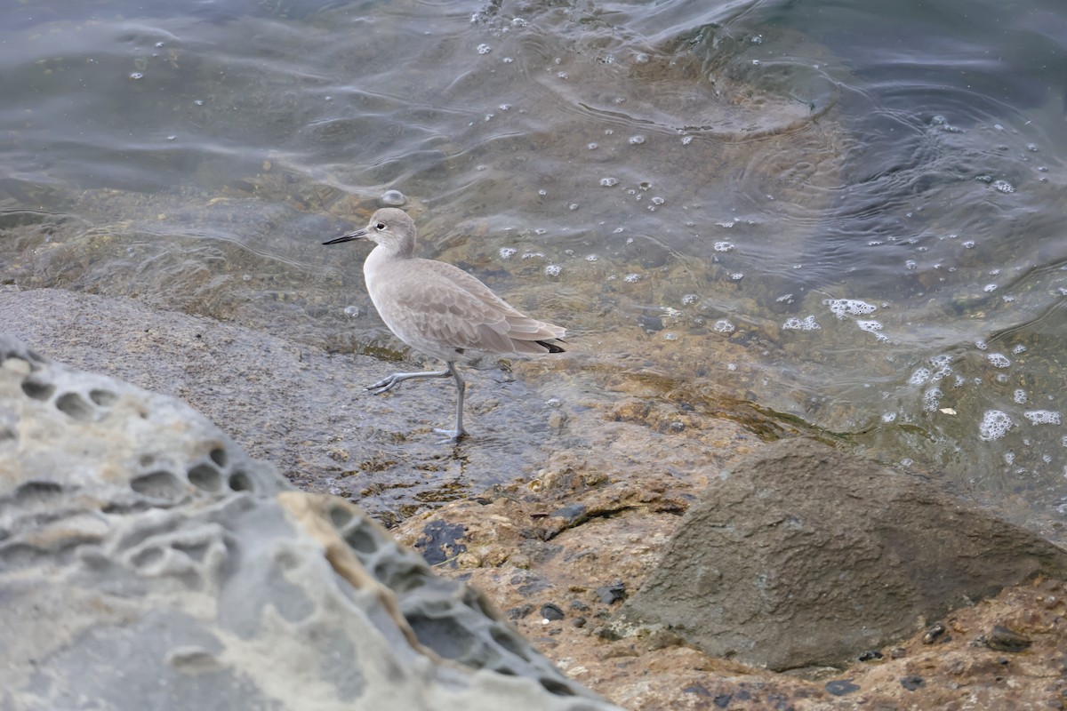 ハジロオオシギ - ML645702767