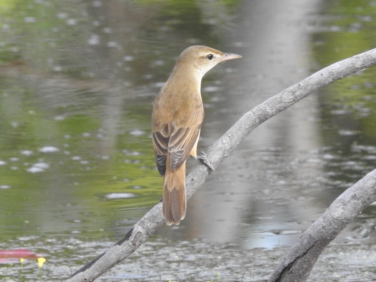 オオヨシキリ - ML645702768