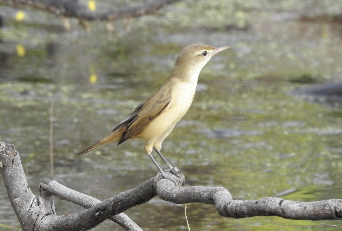 オオヨシキリ - ML645702769