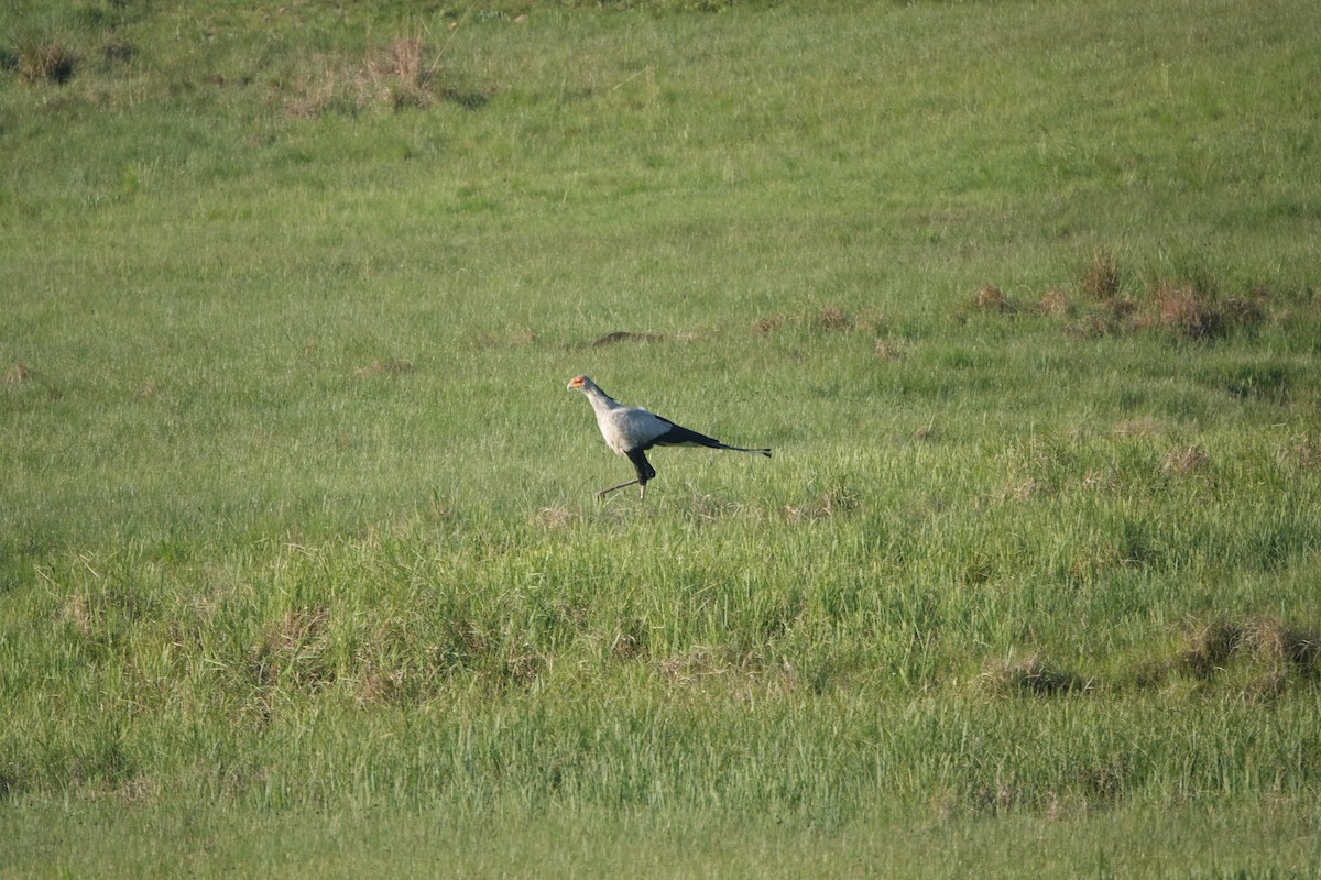 ヘビクイワシ - ML645702771