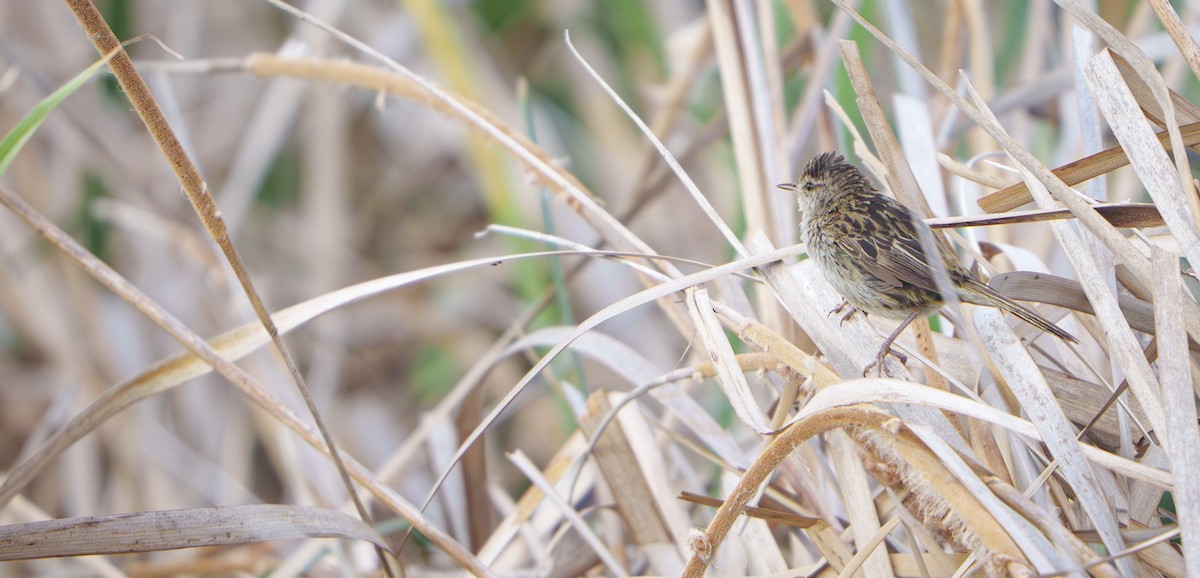 シマオオセッカ - ML645702773