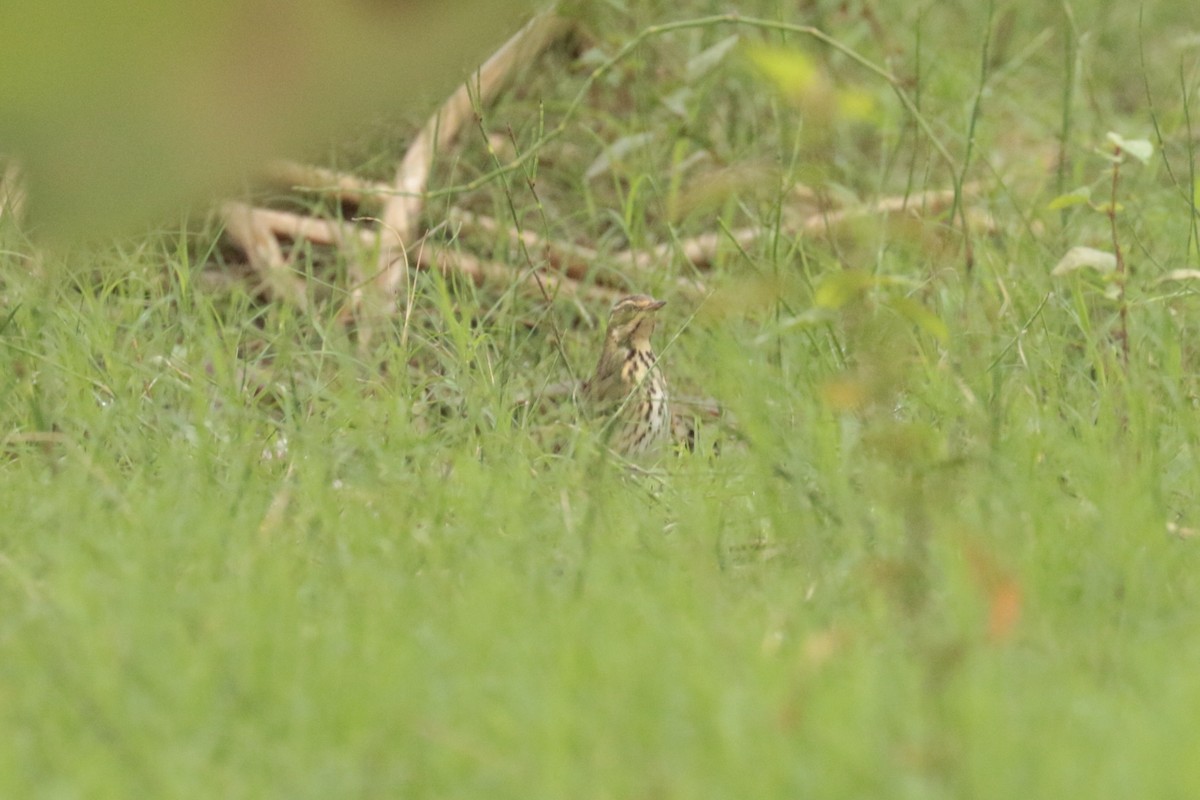 ビンズイ - ML645702774