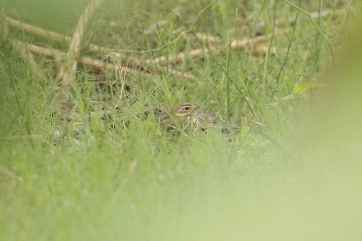 ビンズイ - ML645702775