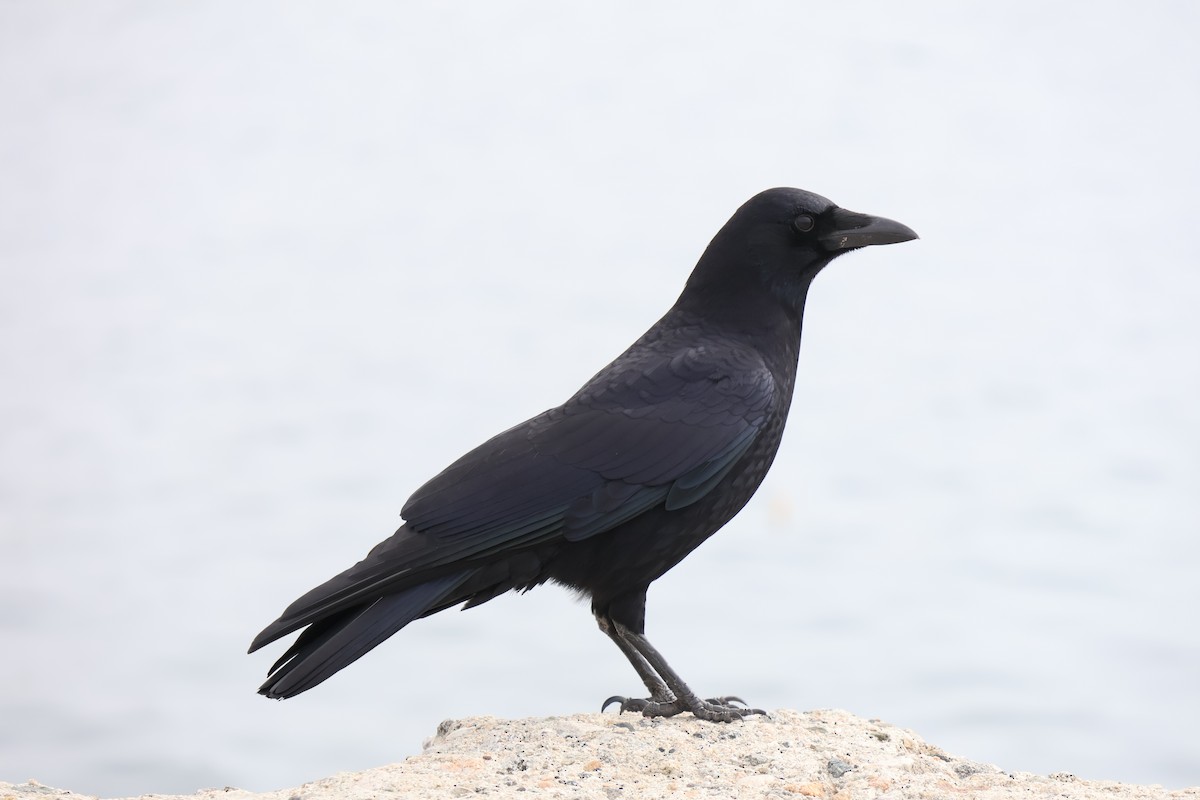 アメリカガラス - ML645702776