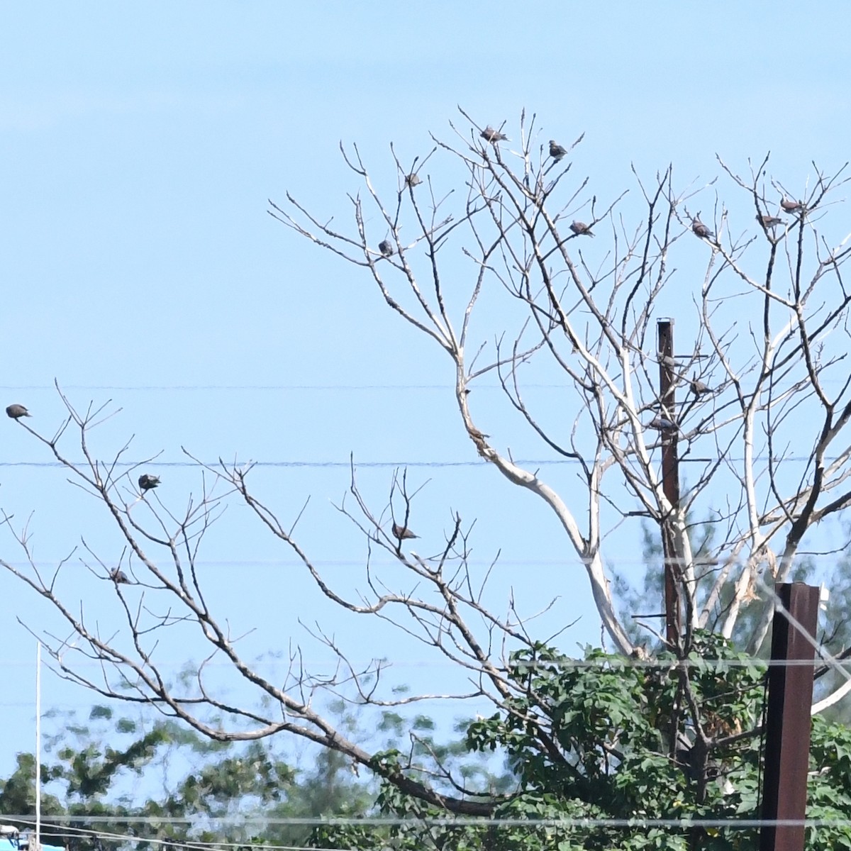 ベニバト - ML645702777