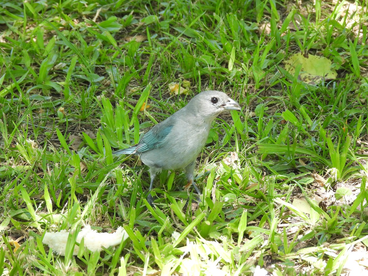 ハイガシラソライロフウキンチョウ - ML645702778