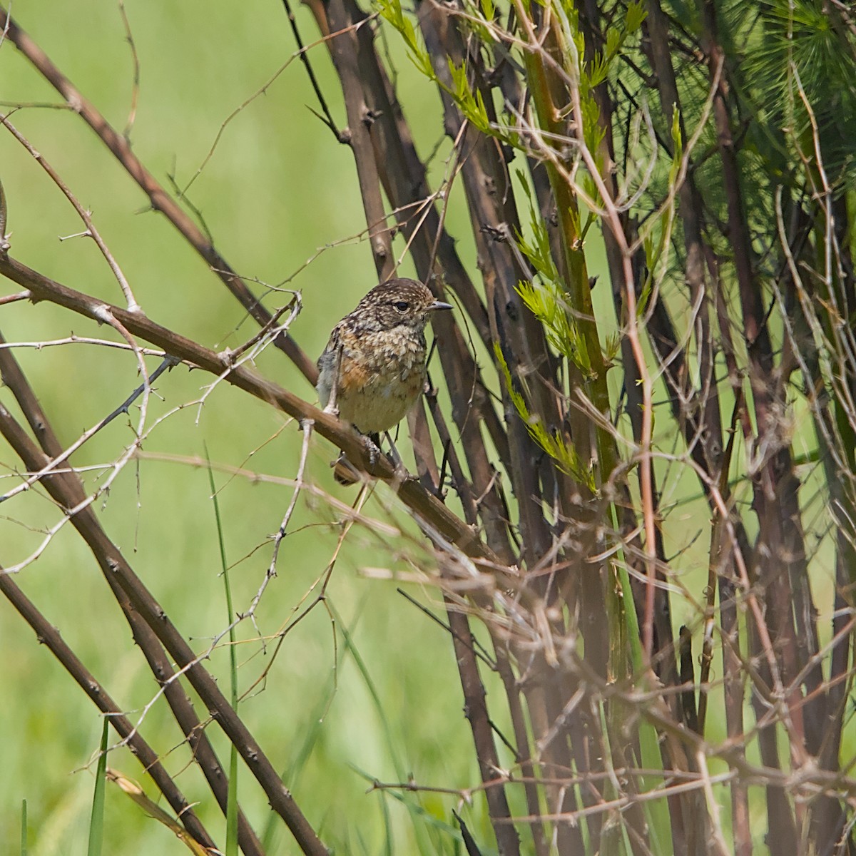 ニシノビタキ - ML645702779