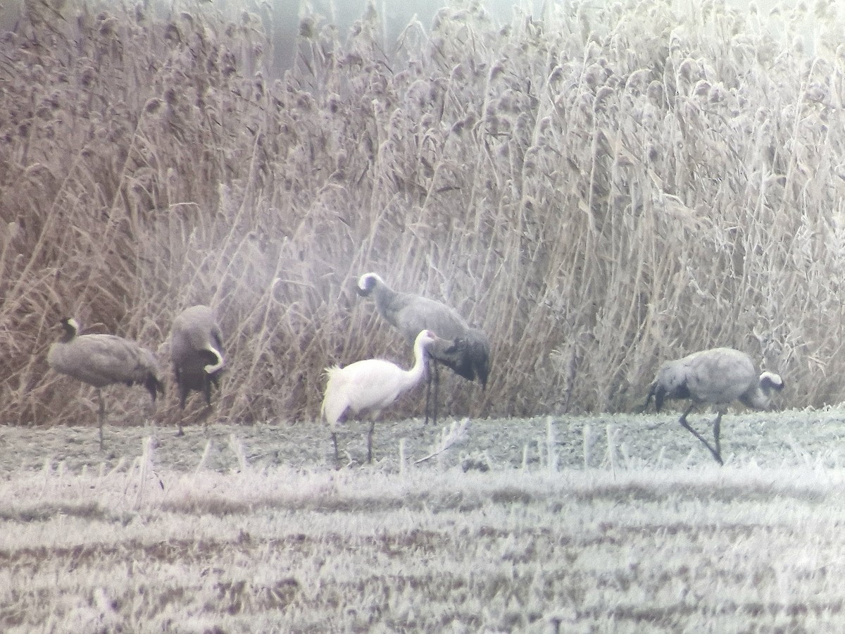 クロヅル - ML645702780