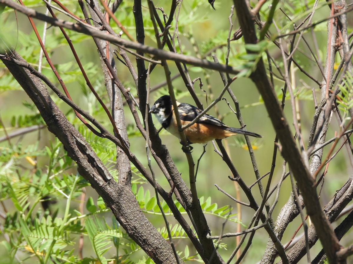 キエリヒメウソ - ML645702781