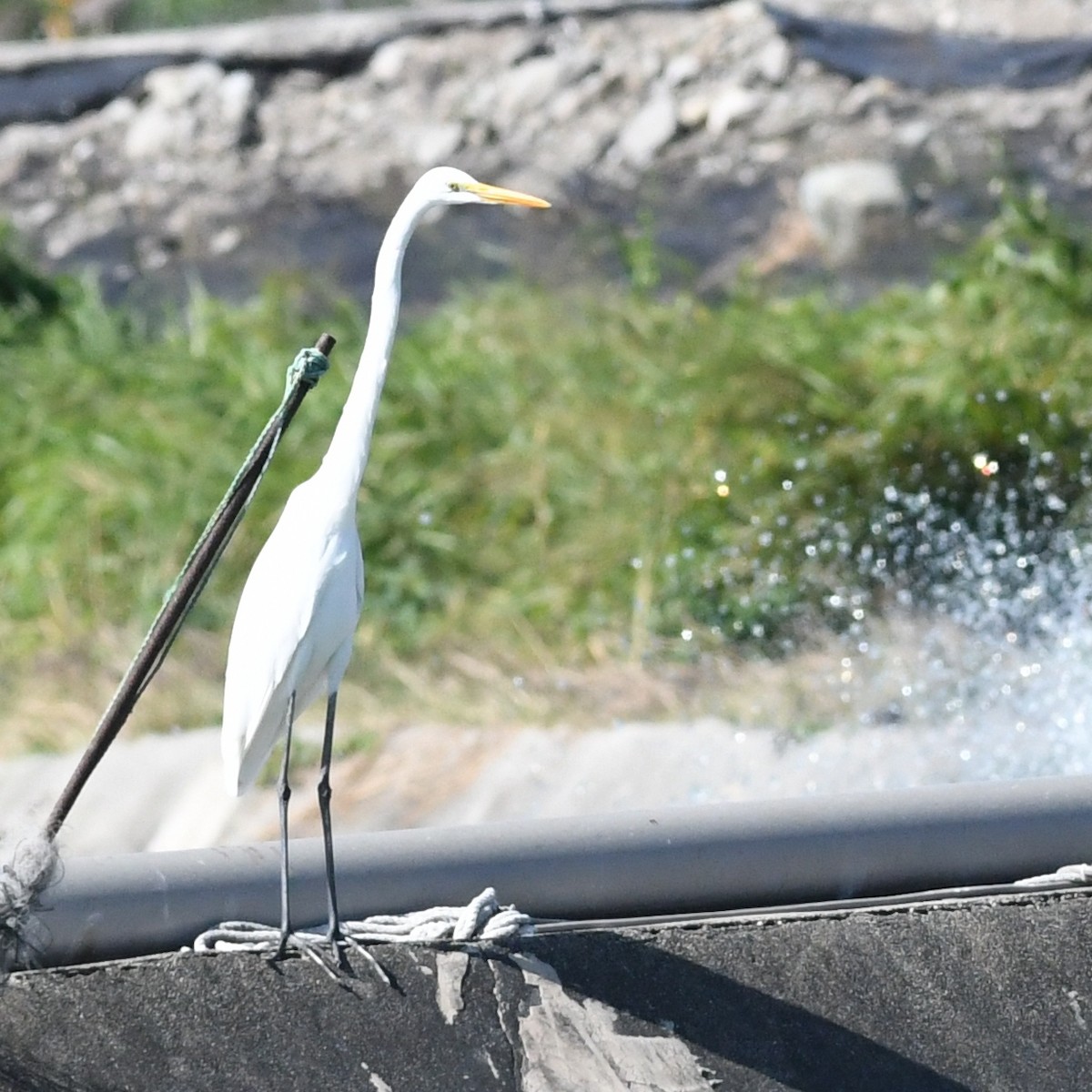 ダイサギ - ML645702784