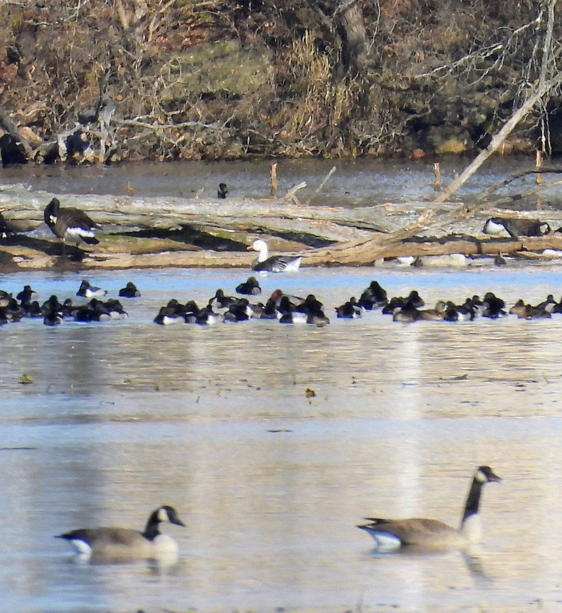 ハクガン - ML645702785