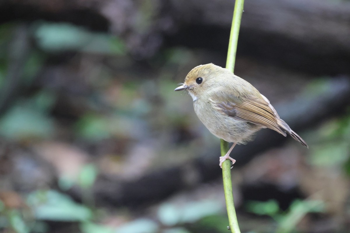 アカメヒタキ - ML645702788