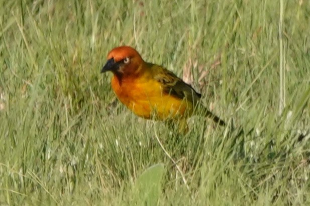 ケープハタオリ - ML645702790