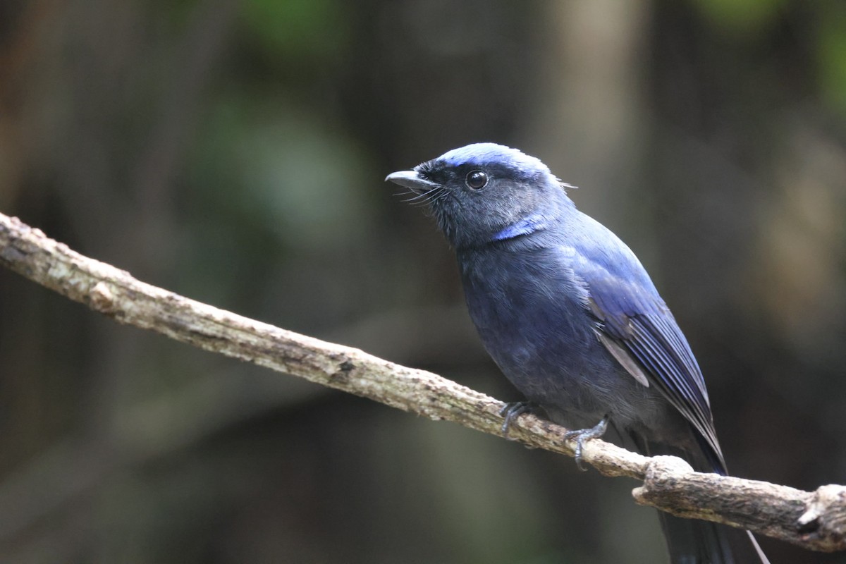 Large Niltava - ML645702803