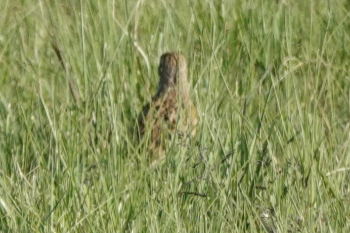 Yellow-breasted Pipit - ML645702811