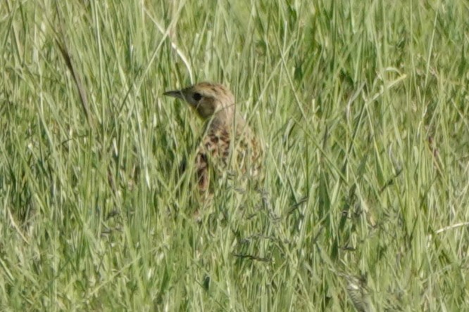 Yellow-breasted Pipit - ML645702812