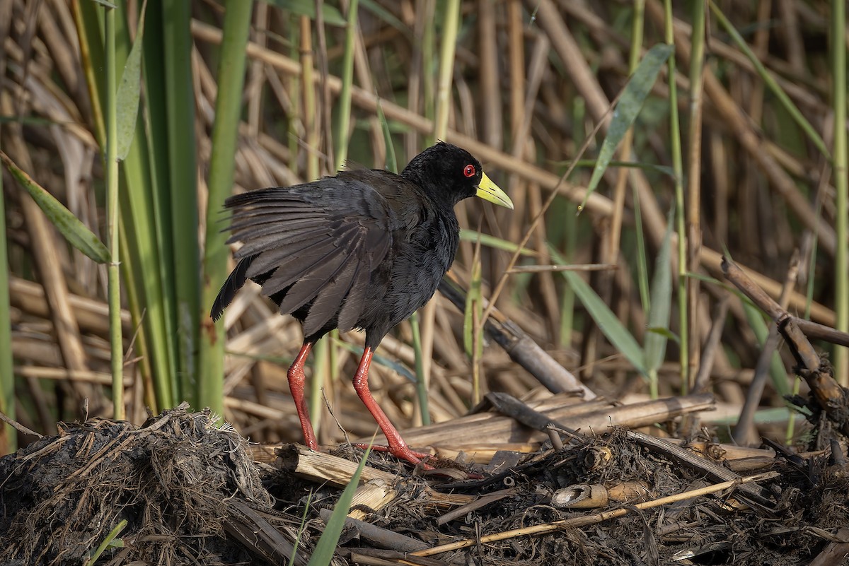 Black Crake - ML645702816
