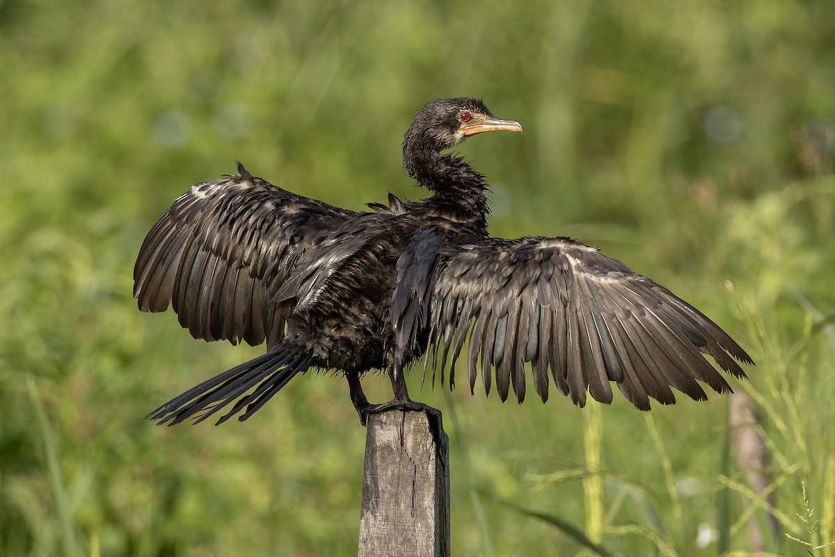 kormorán dlouhoocasý - ML645702830