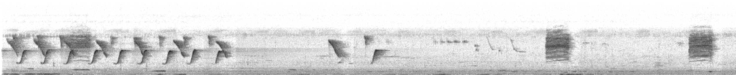 langstjertskredderfugl - ML645702832