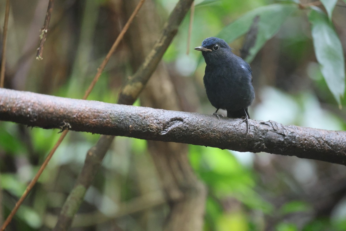 White-tailed Robin - ML645702839