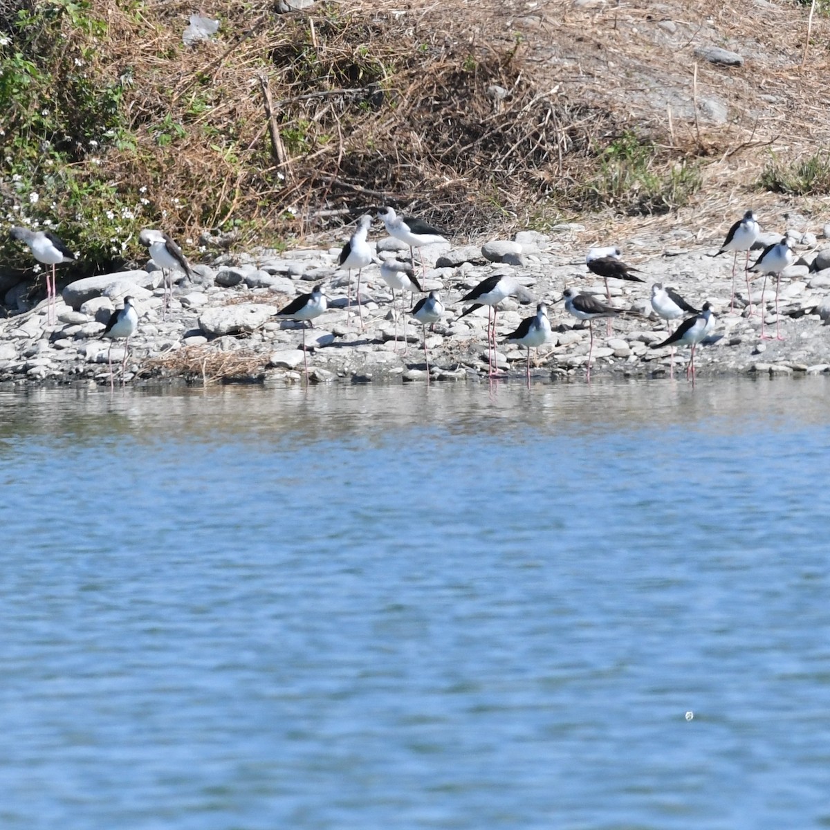 高蹺鴴 - ML645702840