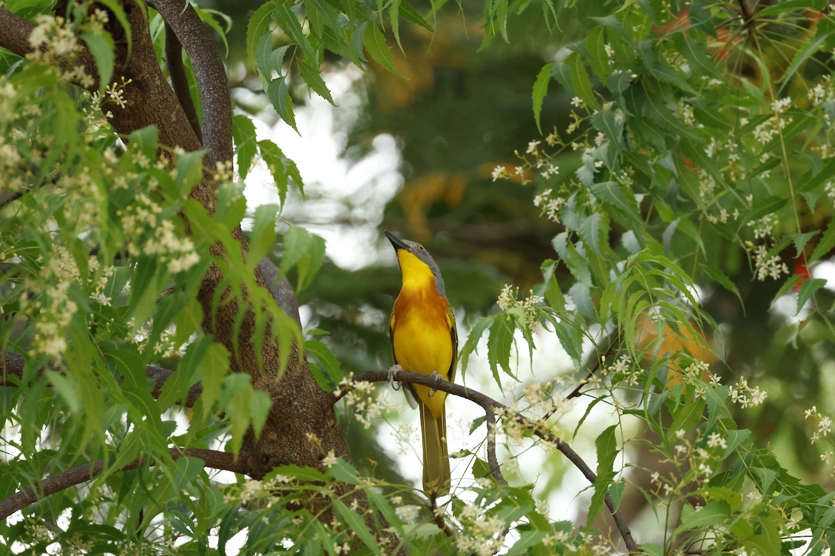Gray-headed Bushshrike - ML645702842