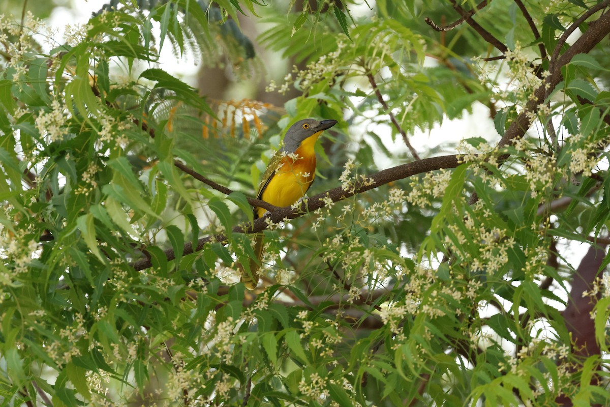 Gray-headed Bushshrike - ML645702843