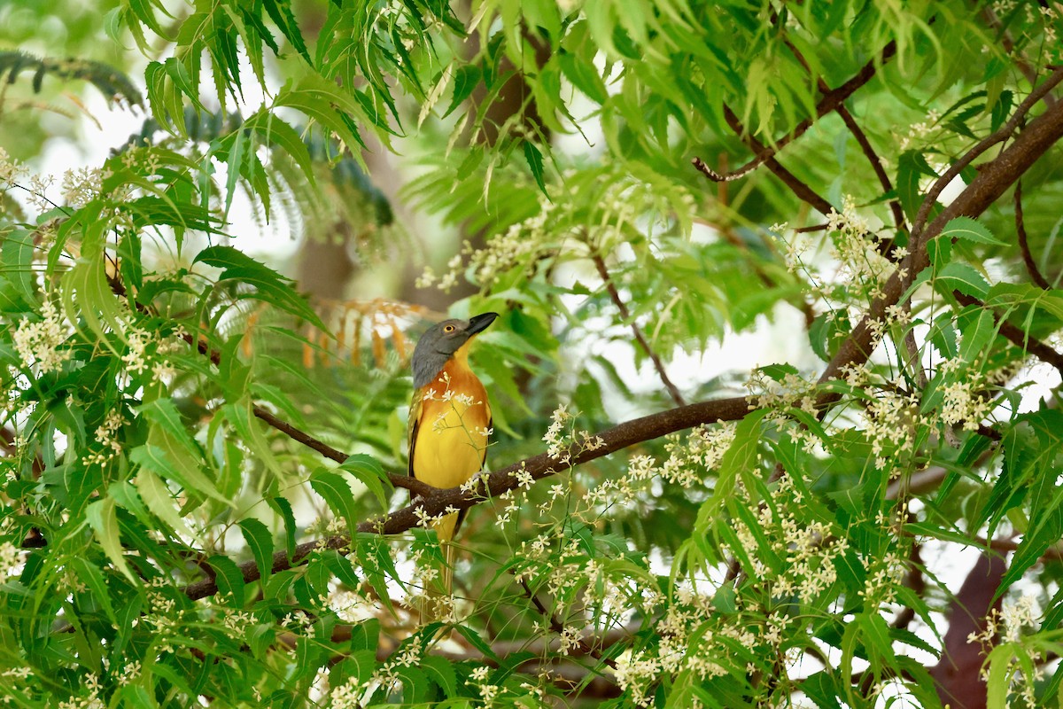 Gray-headed Bushshrike - ML645702844