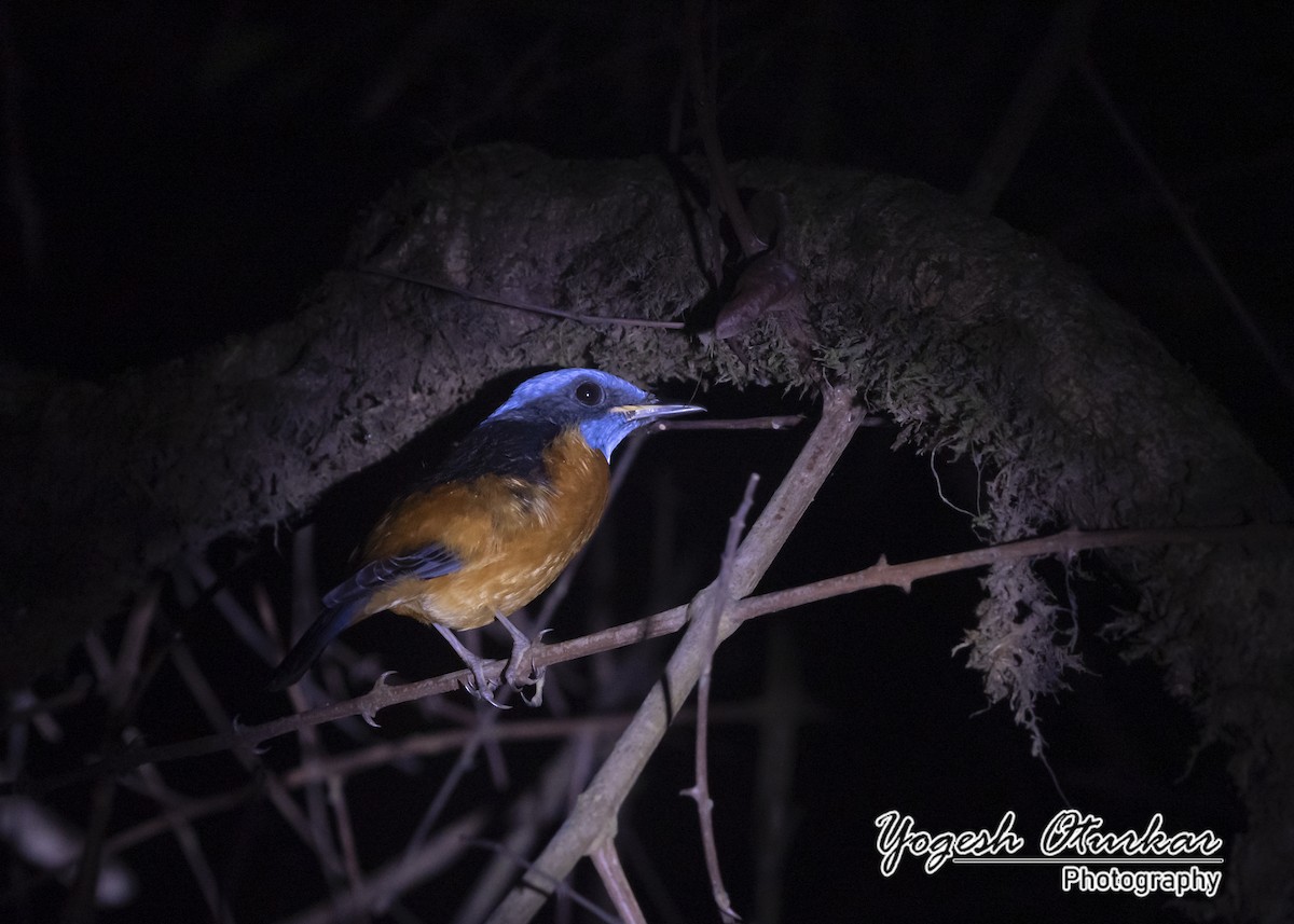 Blue-capped Rock-Thrush - ML645702861