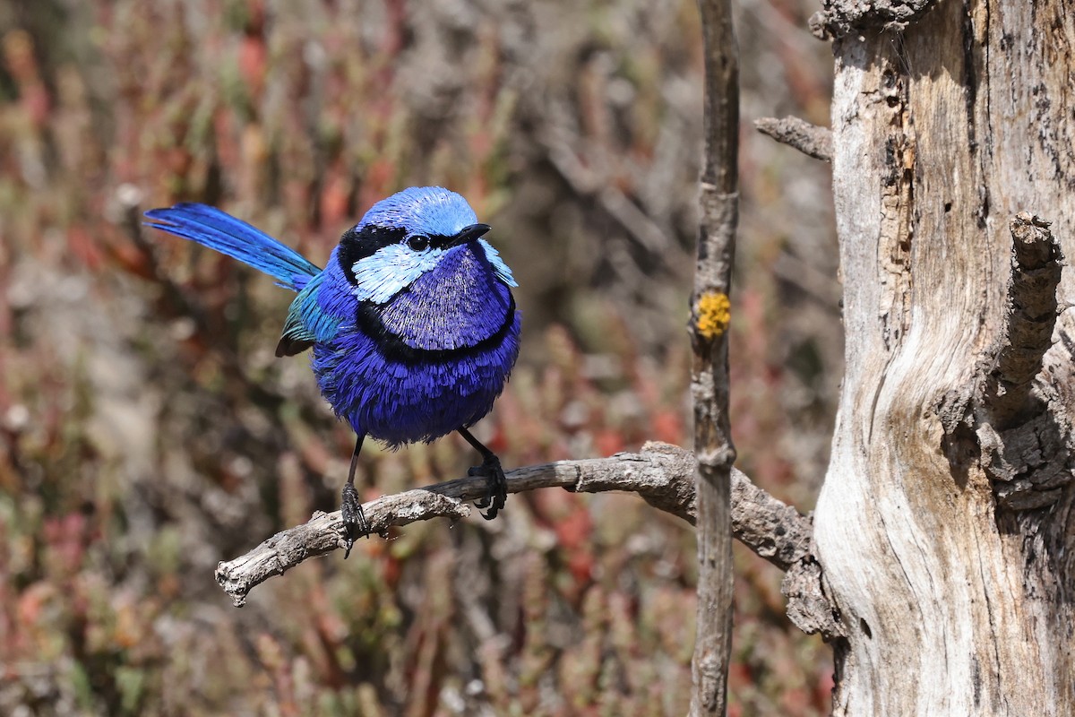 Splendid Fairywren - ML645702878