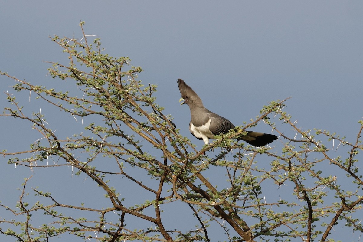 White-bellied Go-away-bird - ML645702879
