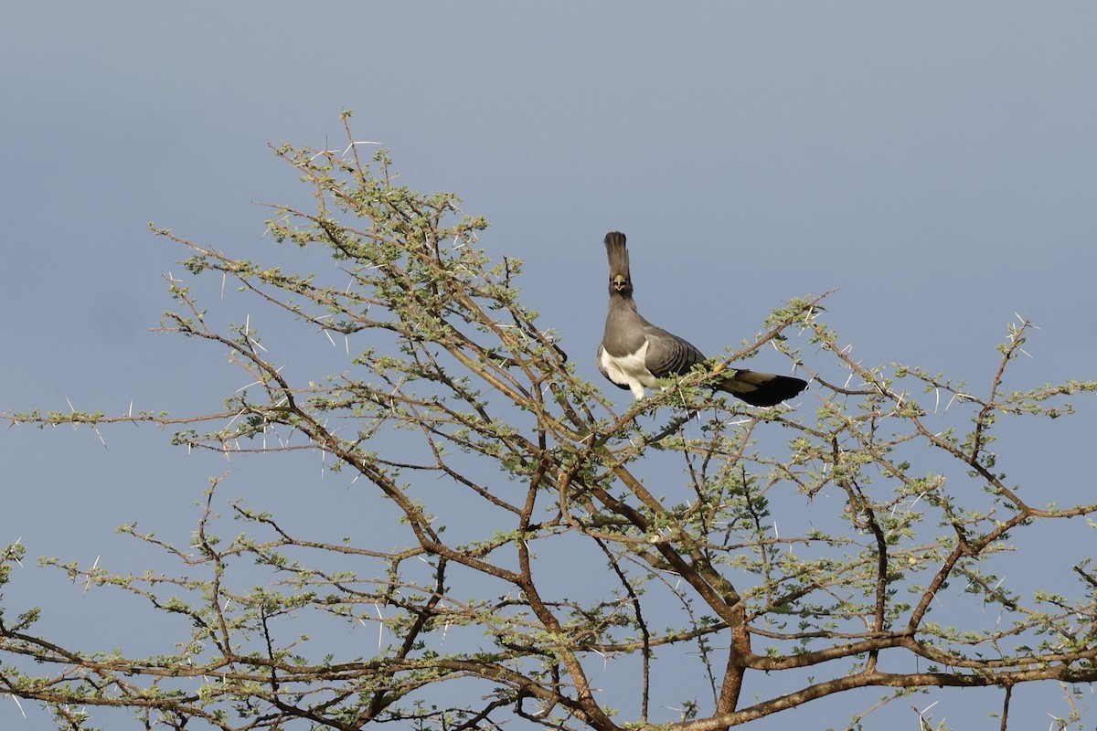White-bellied Go-away-bird - ML645702880