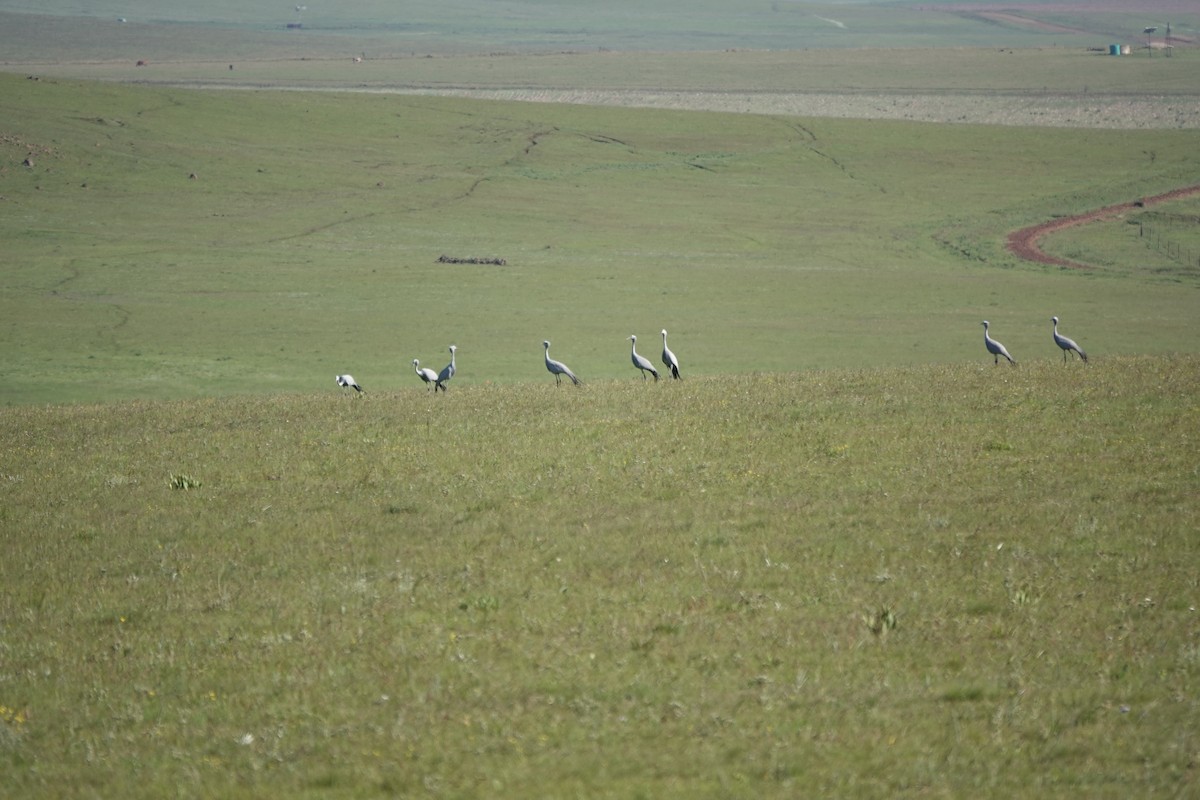 Blue Crane - ML645702882