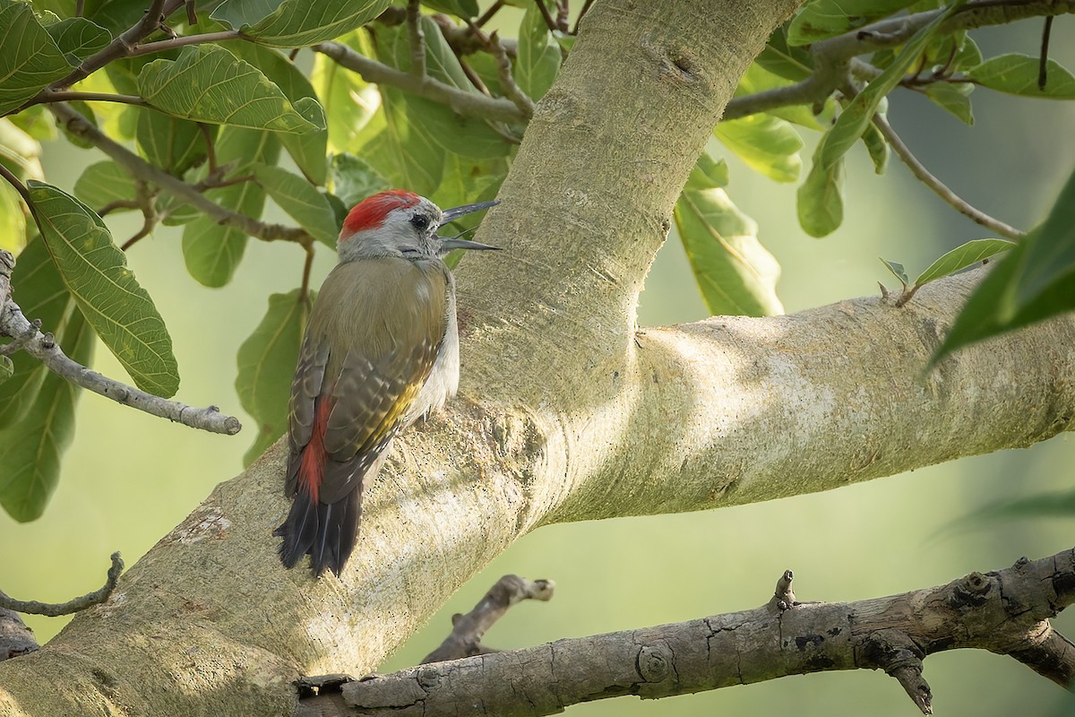 African Gray Woodpecker - ML645702884