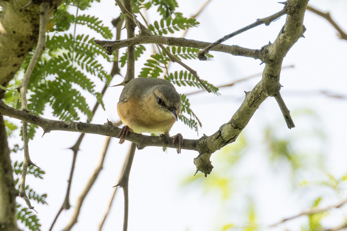 Northern Crombec - ML645702887