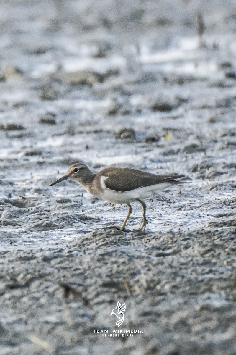 Common Sandpiper - ML645702889