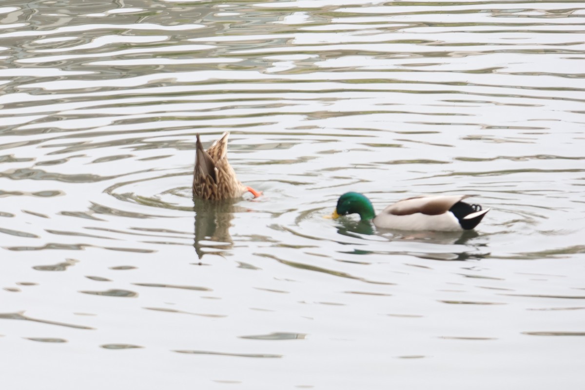 Mallard - ML645702893