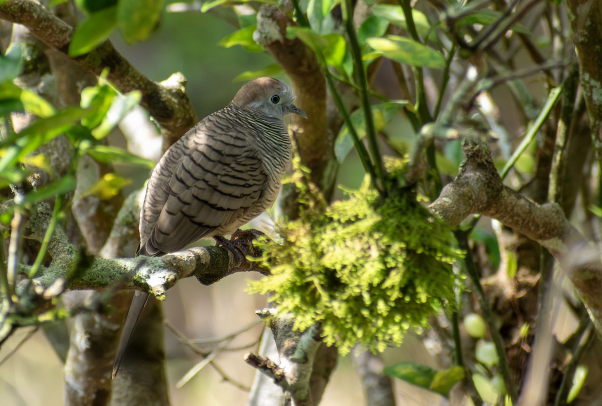 Zebra Dove - ML645702894
