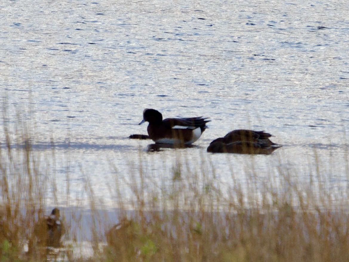 American Wigeon - ML645702895