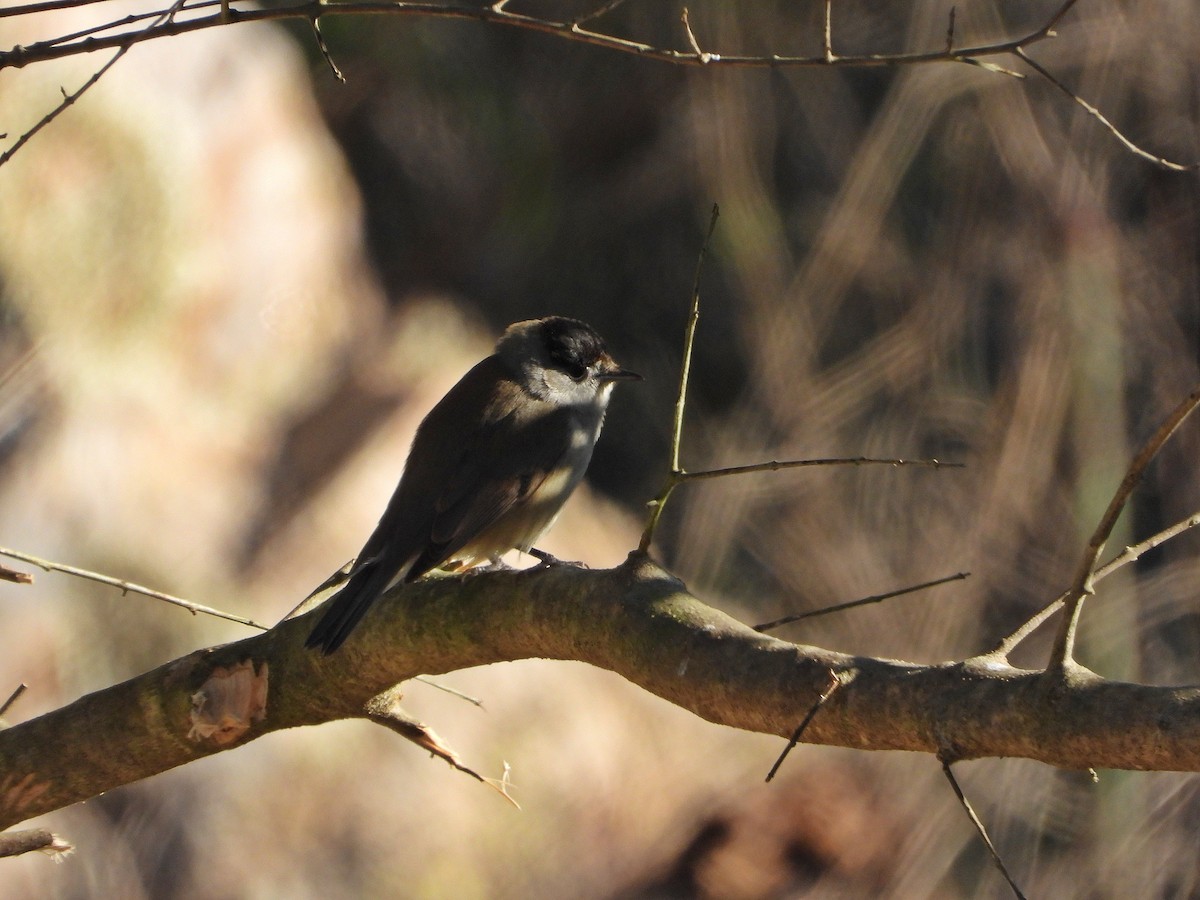 Eurasian Blackcap - ML645702896