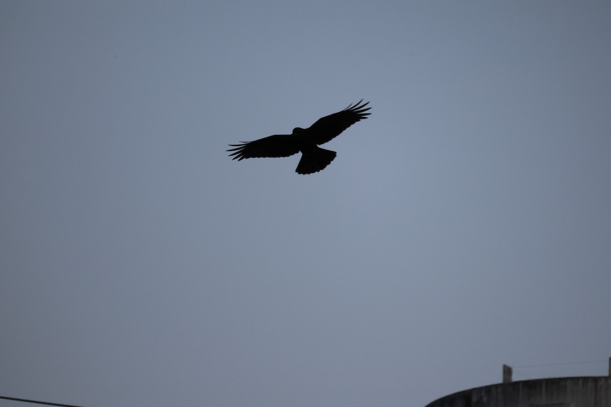 American Crow - ML645702897