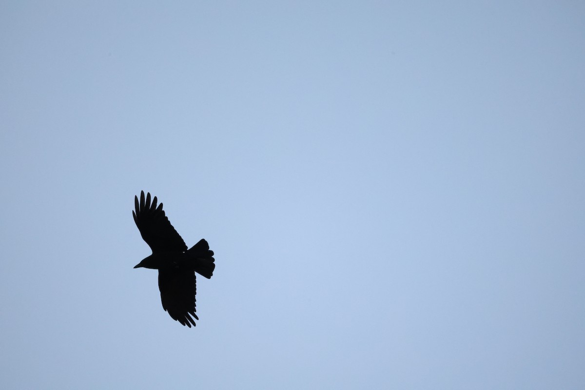 American Crow - ML645702900