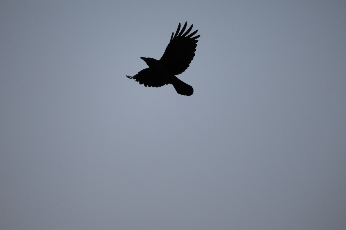 crow sp. - ML645702901