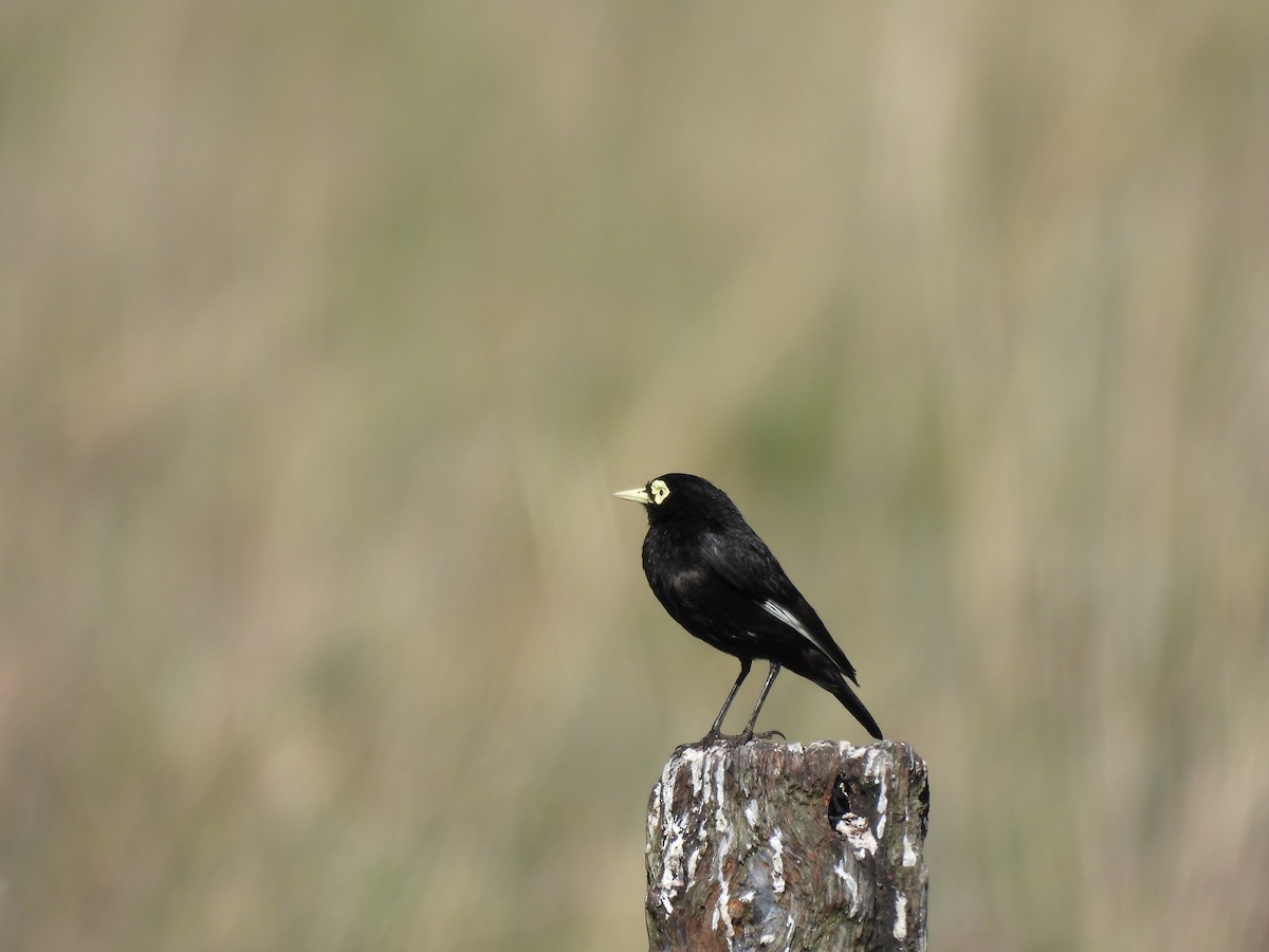 Spectacled Tyrant - ML645702902