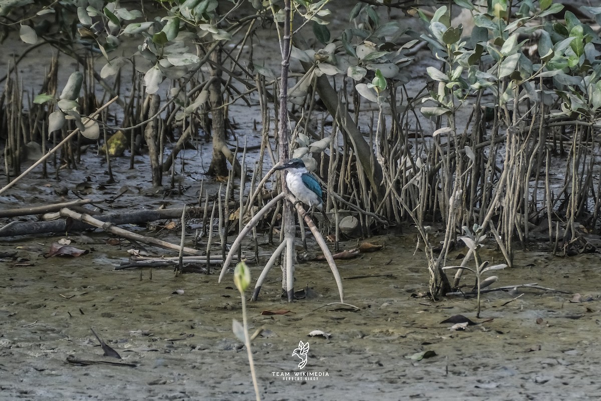 Collared Kingfisher - ML645702903