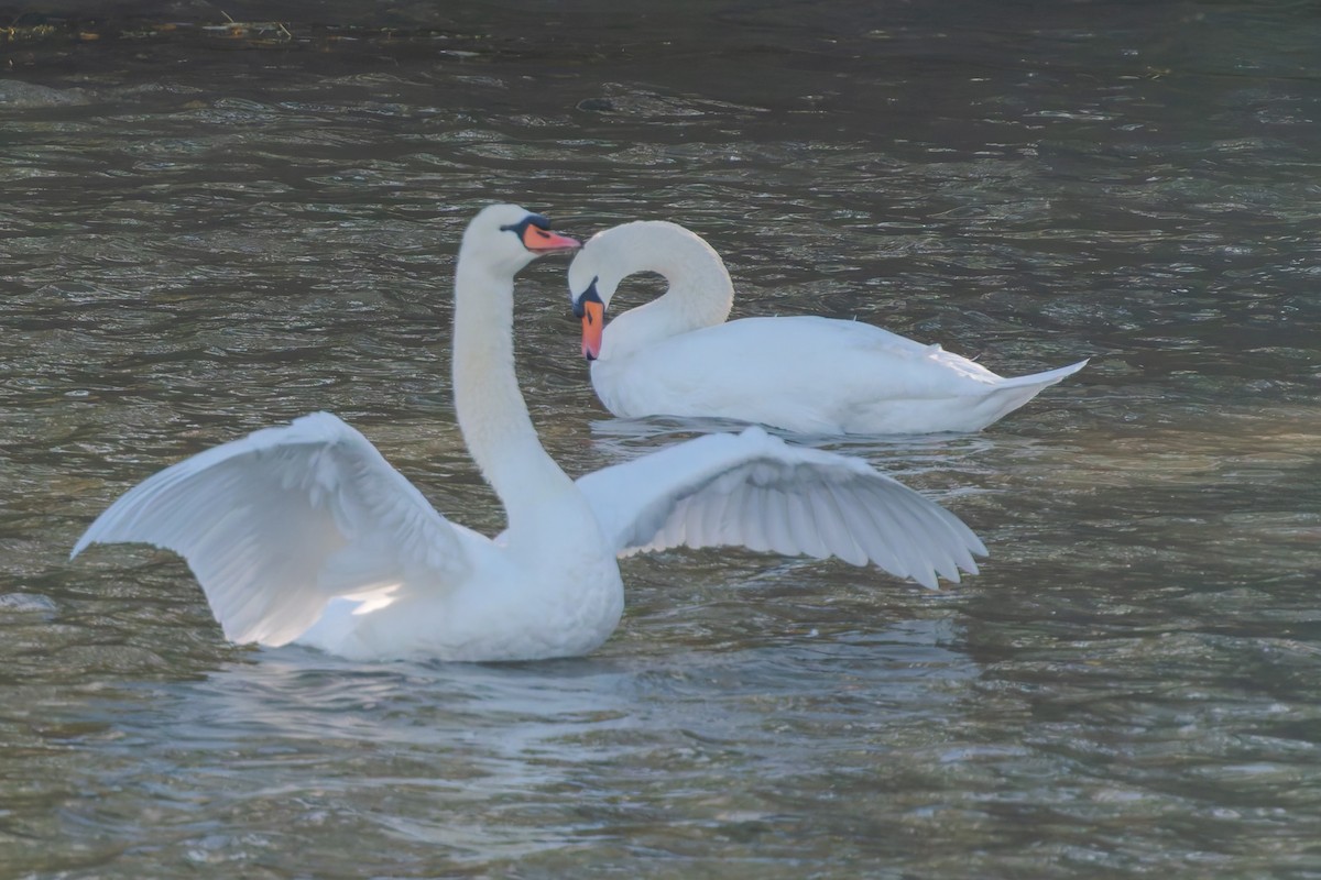 Mute Swan - ML645702904