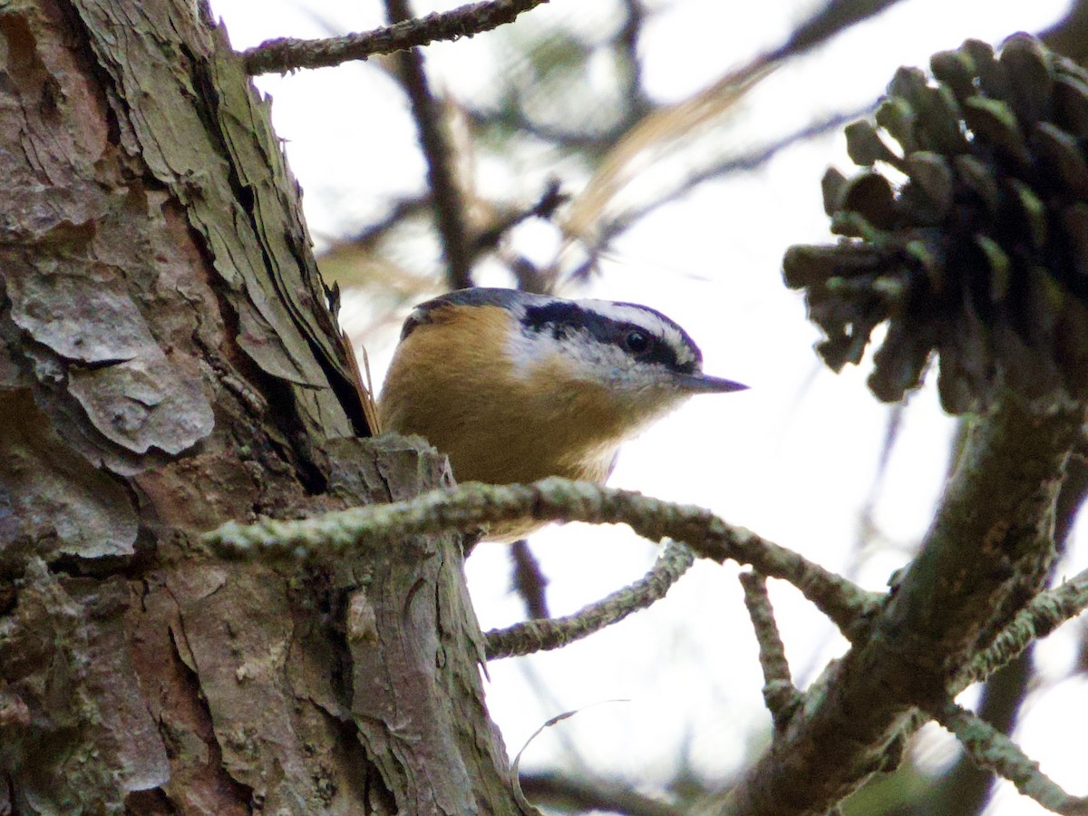 Red-breasted Nuthatch - ML645702905
